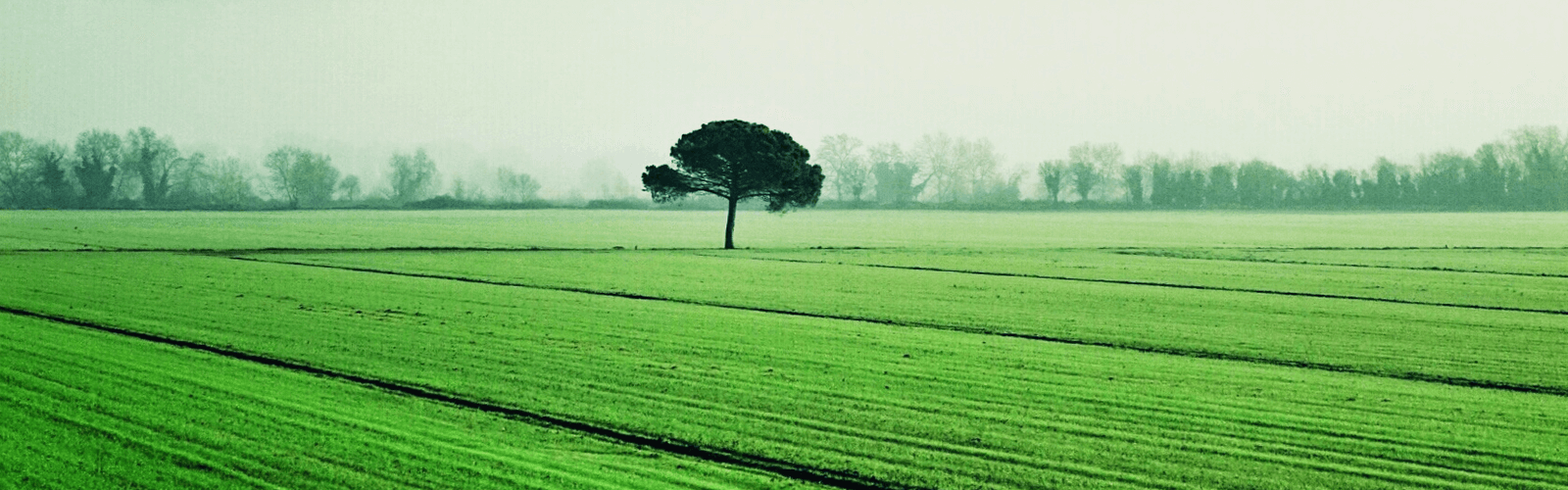 A lone tree in the middle of lush green farm.